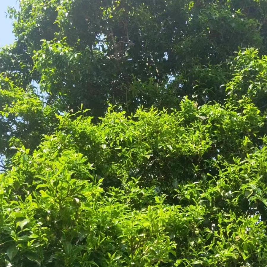昌宁漭水镇原味茶叶初制所