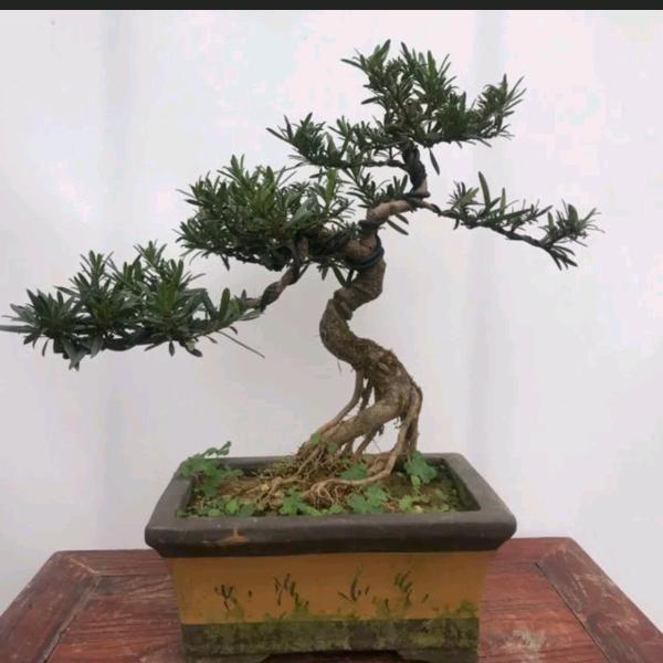 广西王小弟