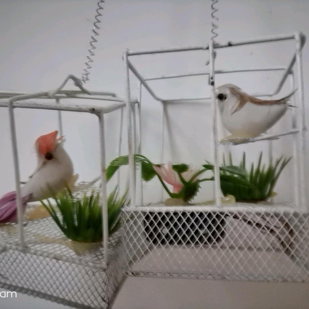 卖土猪肉的莲子