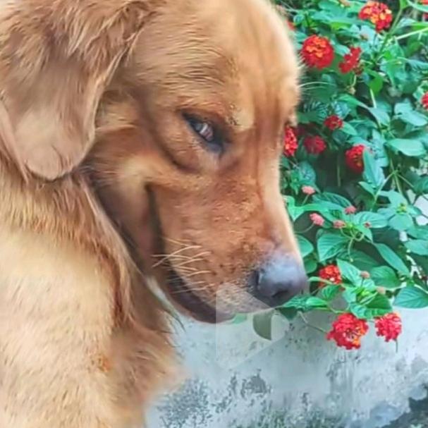 拔光毛的北极熊