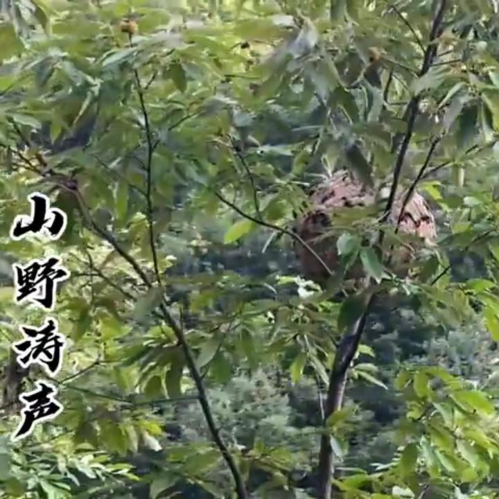 珍