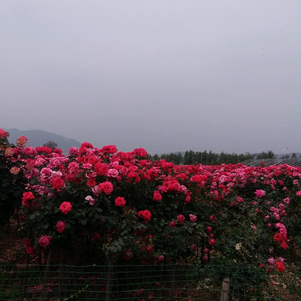 风飘雨顺