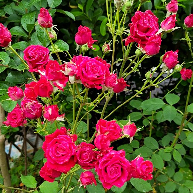 铿锵玫瑰👫Rose