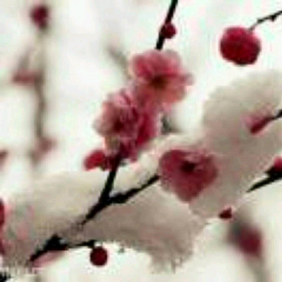 傲雪凌霜，独芳自赏