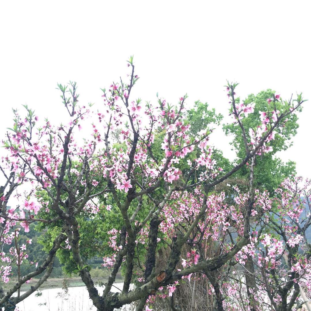 伴棒