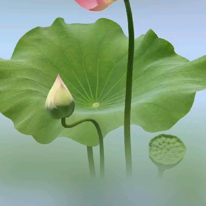 七郎