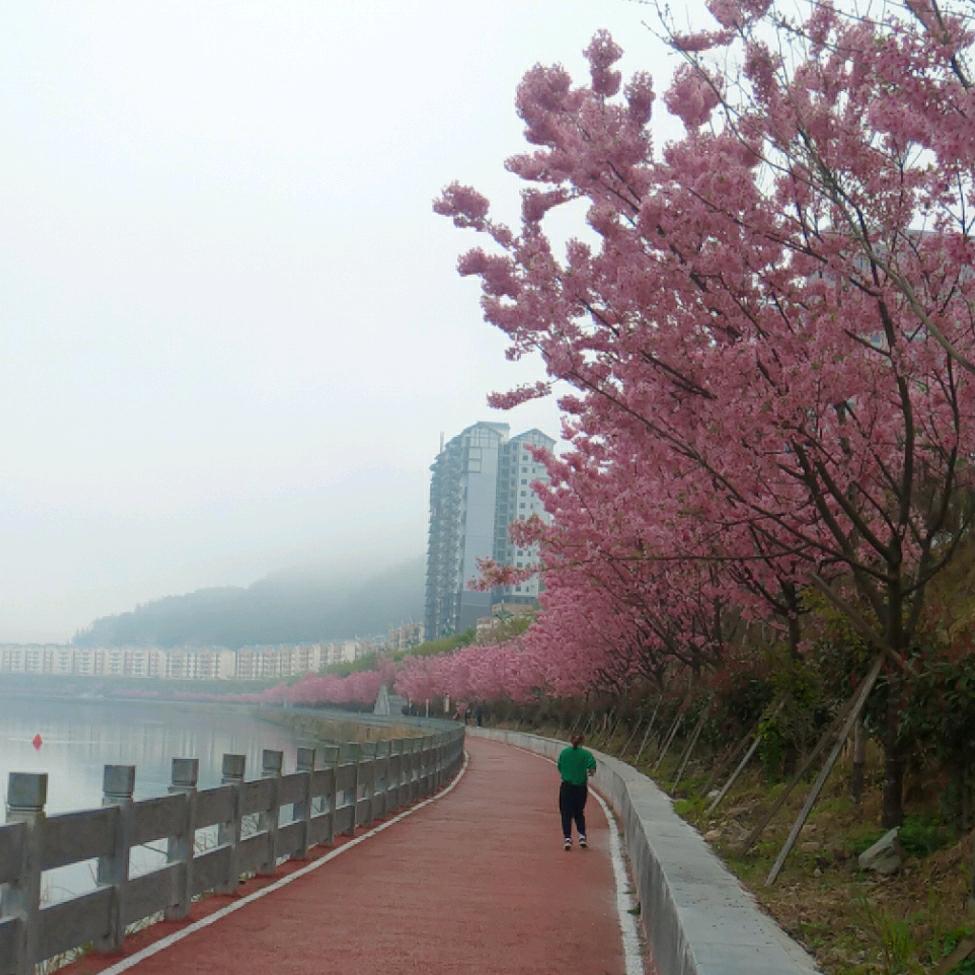 红豆杉