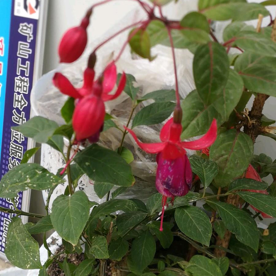 油坊湾中蜂养殖