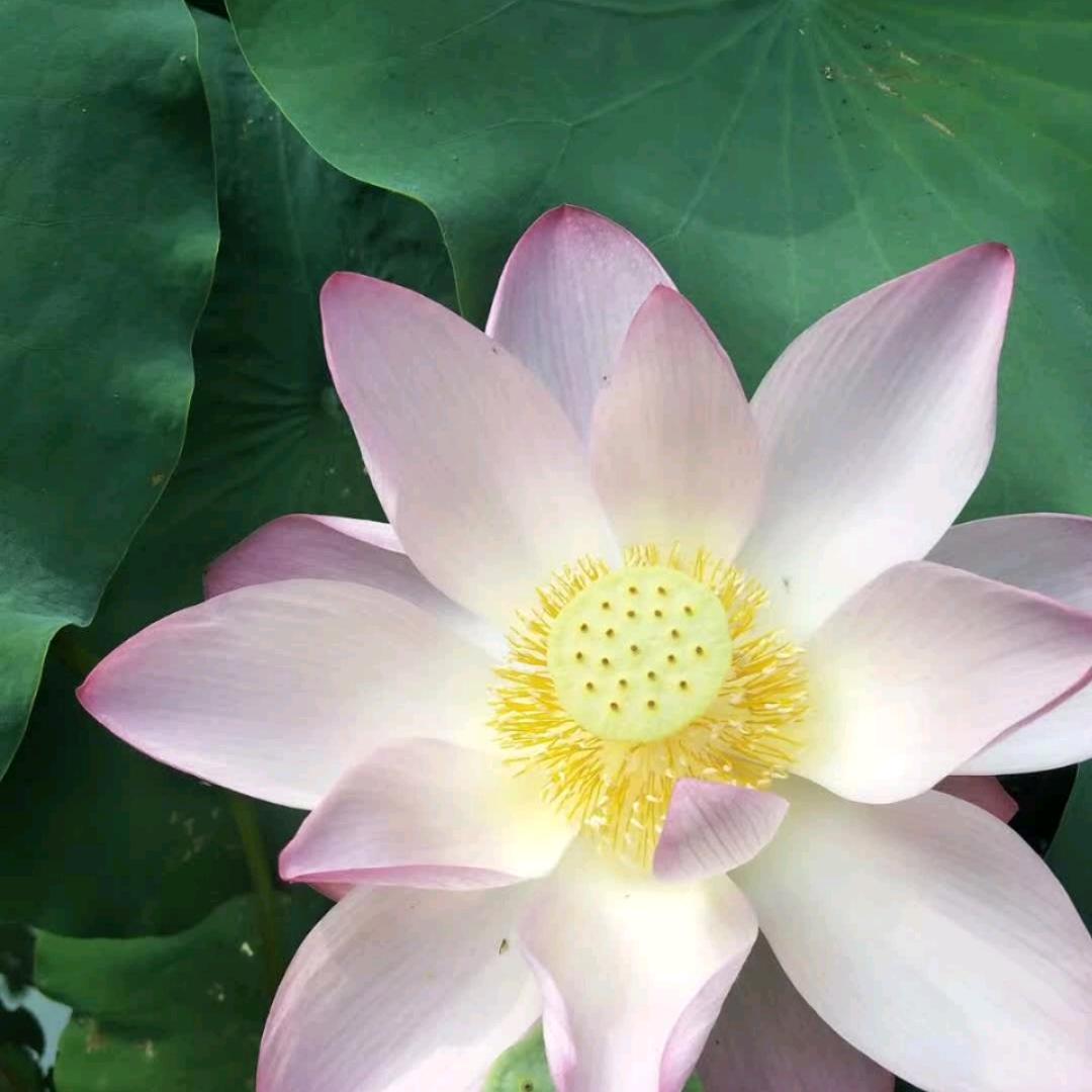 平平安安❤️