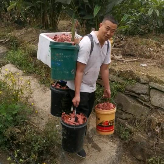 枇杷哥