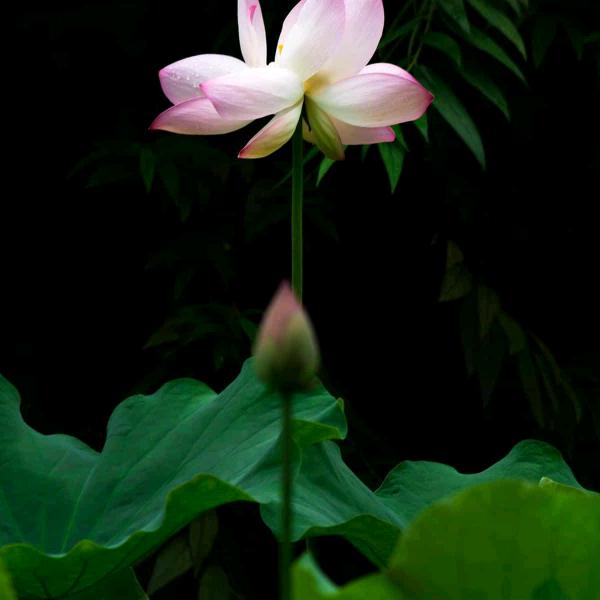 用户338234320246幸福的人