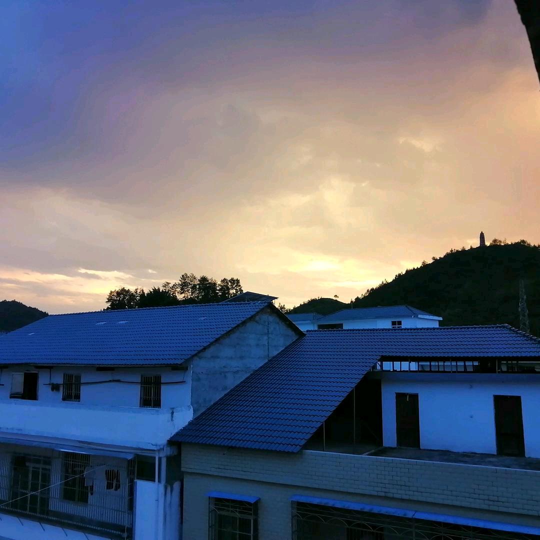 金叶心橙
