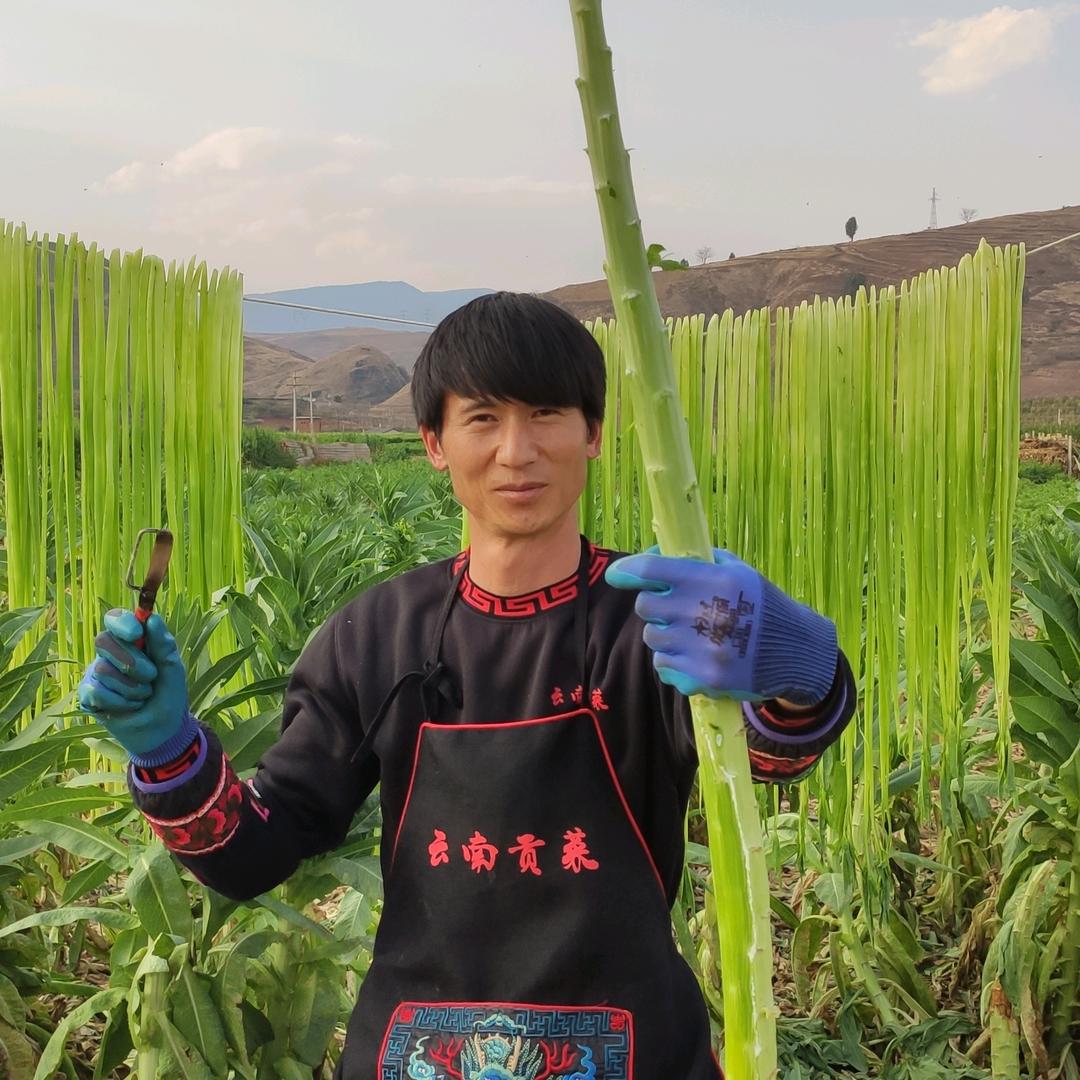 云南贡菜哥
