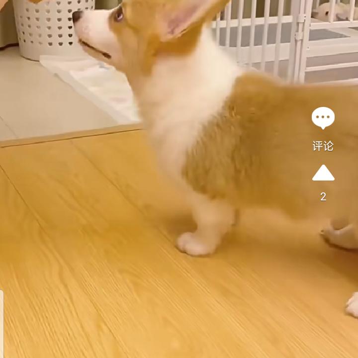 翔翔