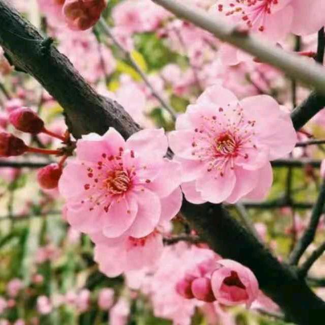 平安