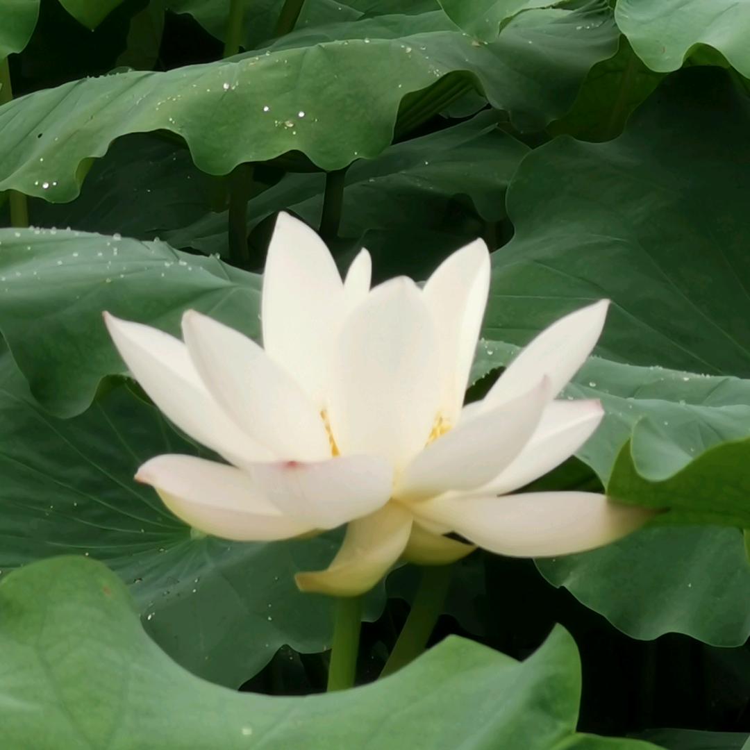 小付