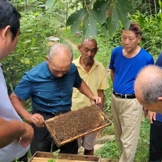 安远县天心养蜂人叶顺长