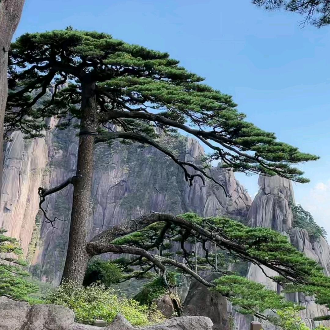 魔都园丁