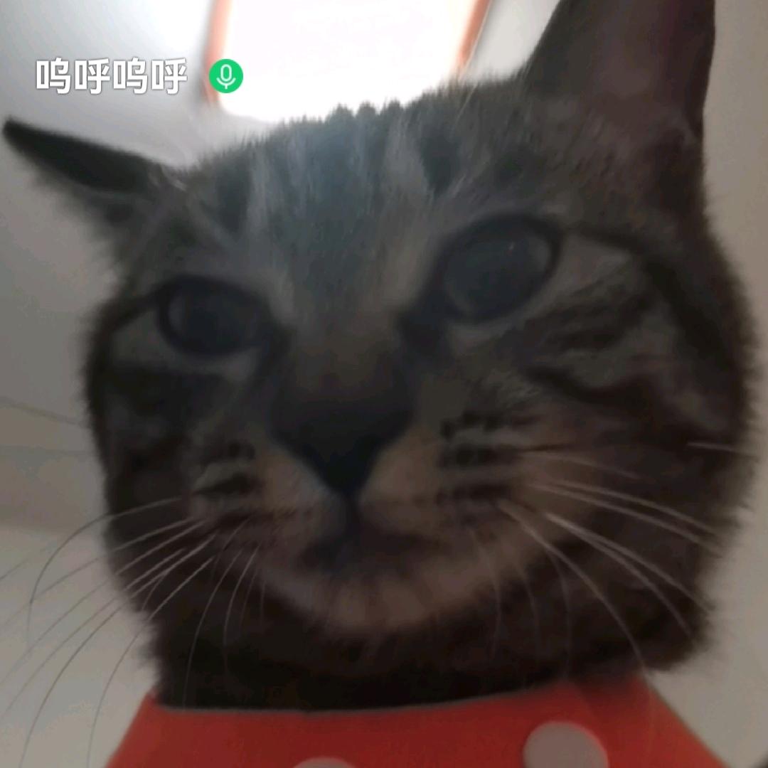 好好好想发大财🥕