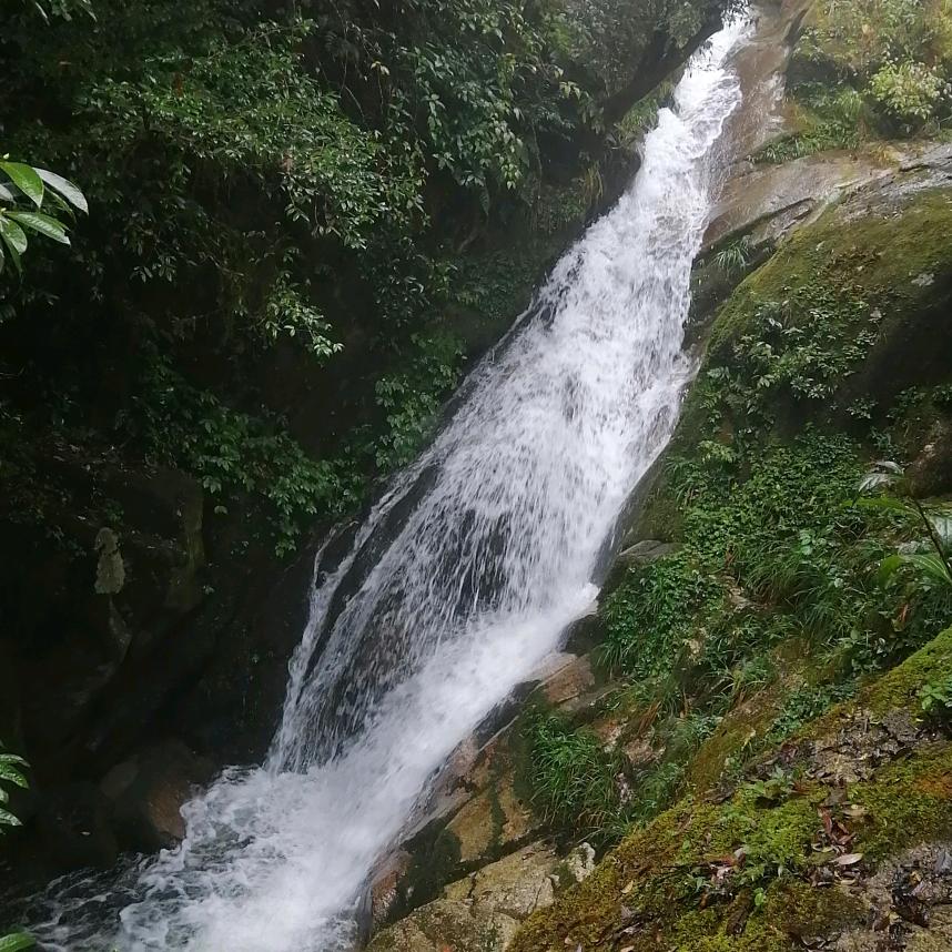 杨柳