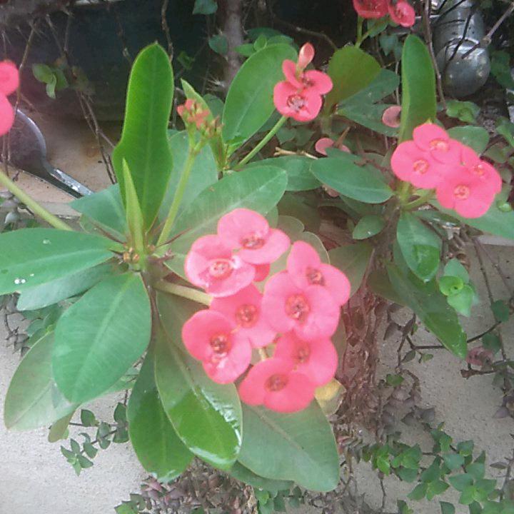 👯     👯     👯