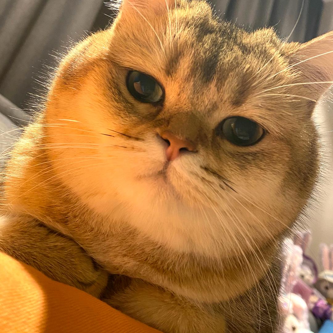 慕