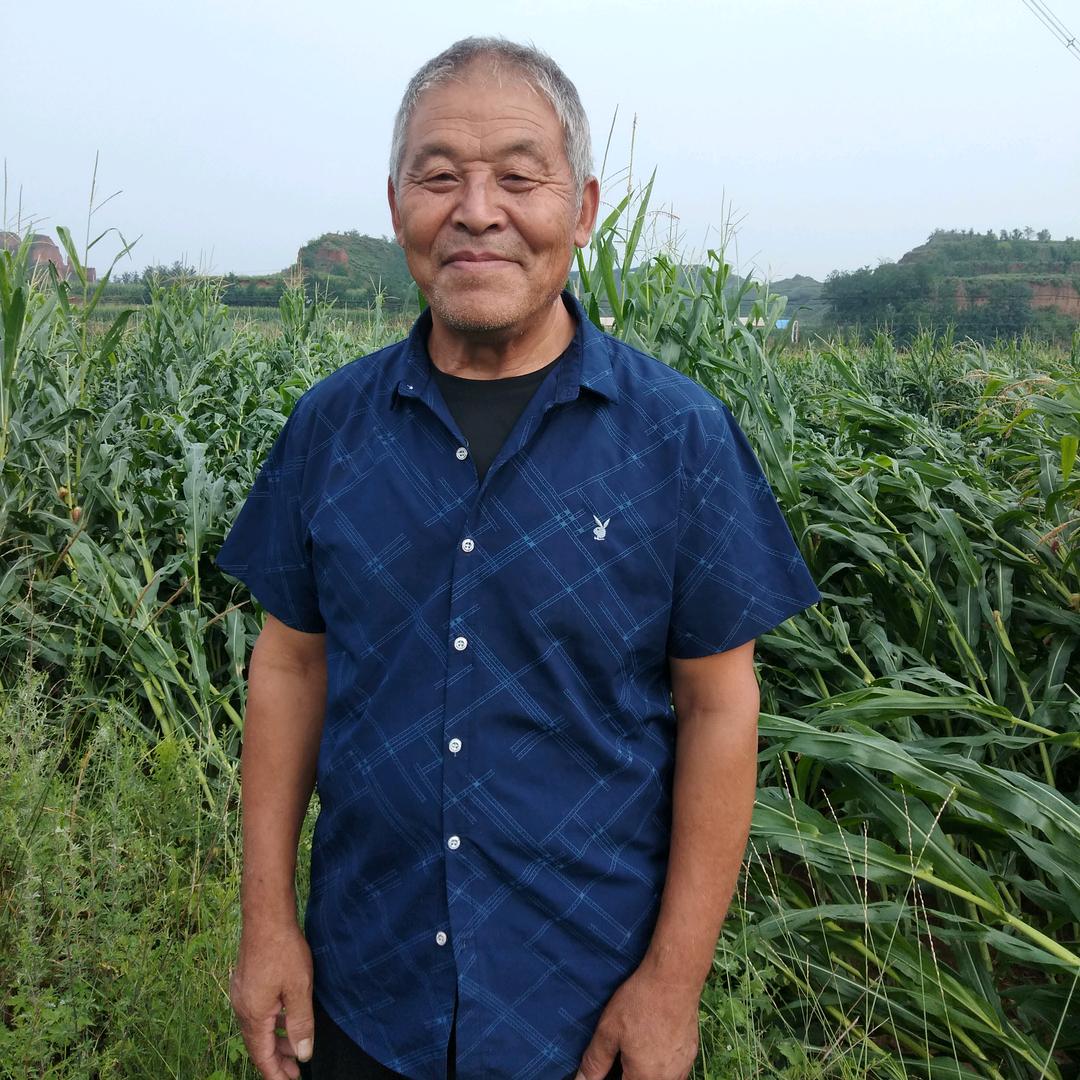绿梧桐