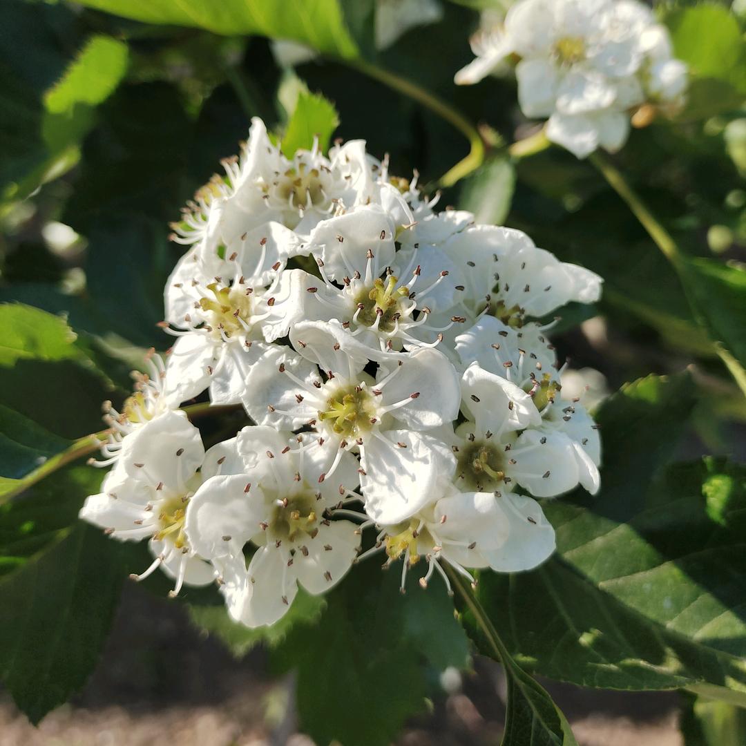 有个宝贝叫丫丫