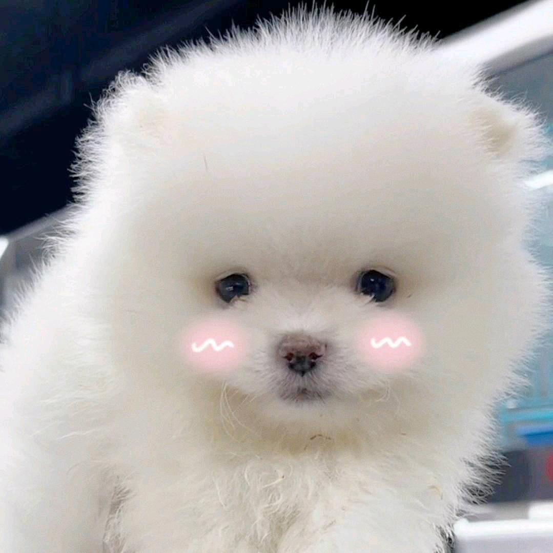 江宁名宠基地犬舍猫舍官方号