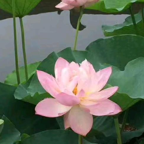 像风一样自由（思念母亲）……