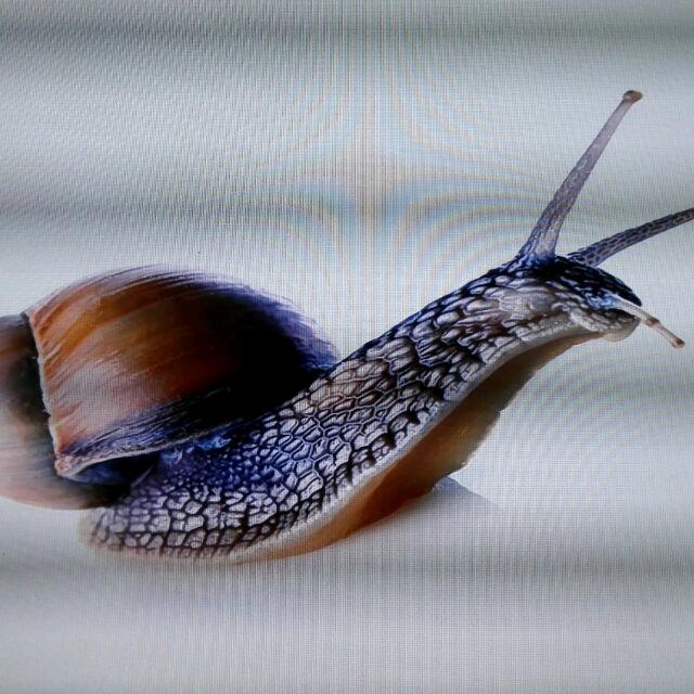 蜗牛头像