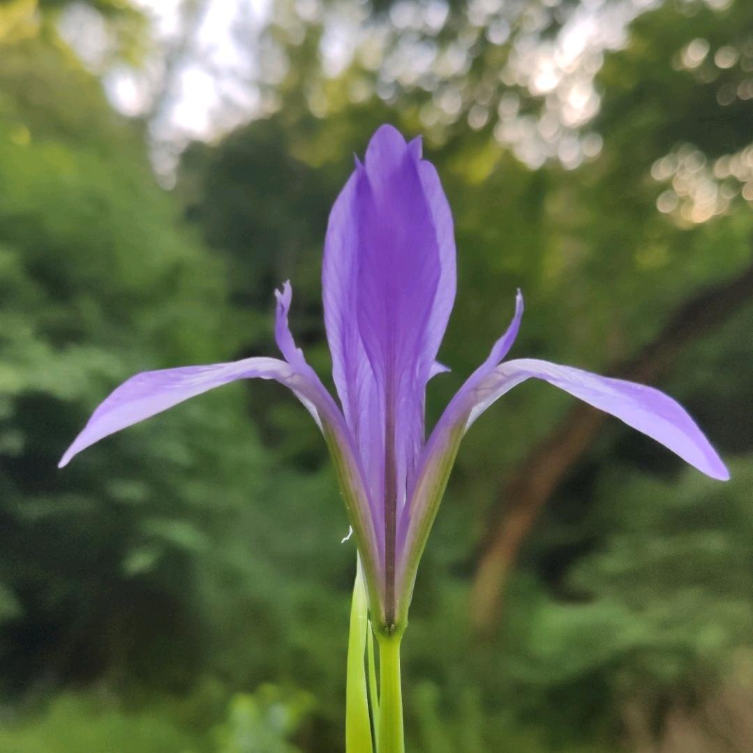 清扬