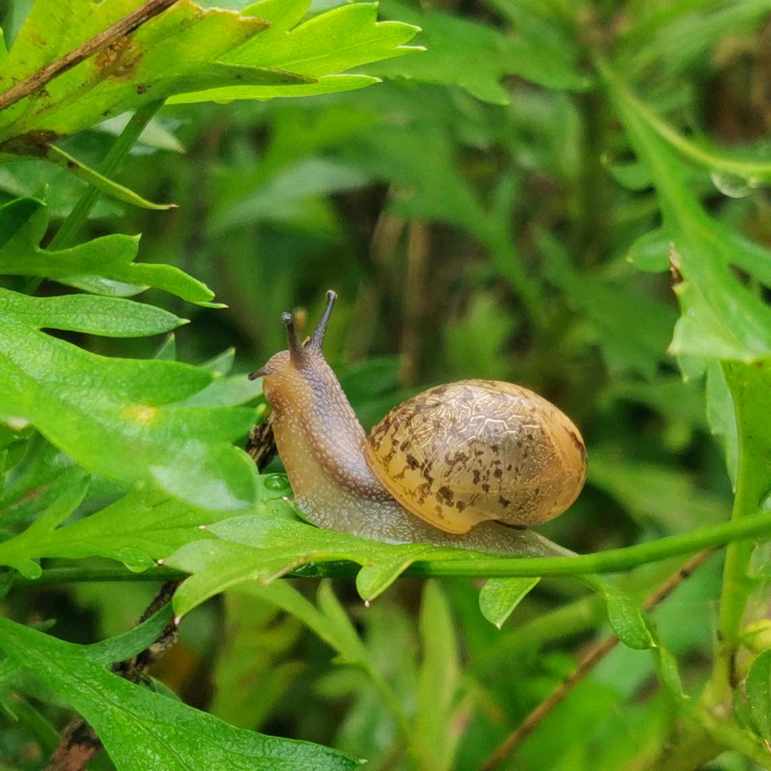 苦丁茶\_