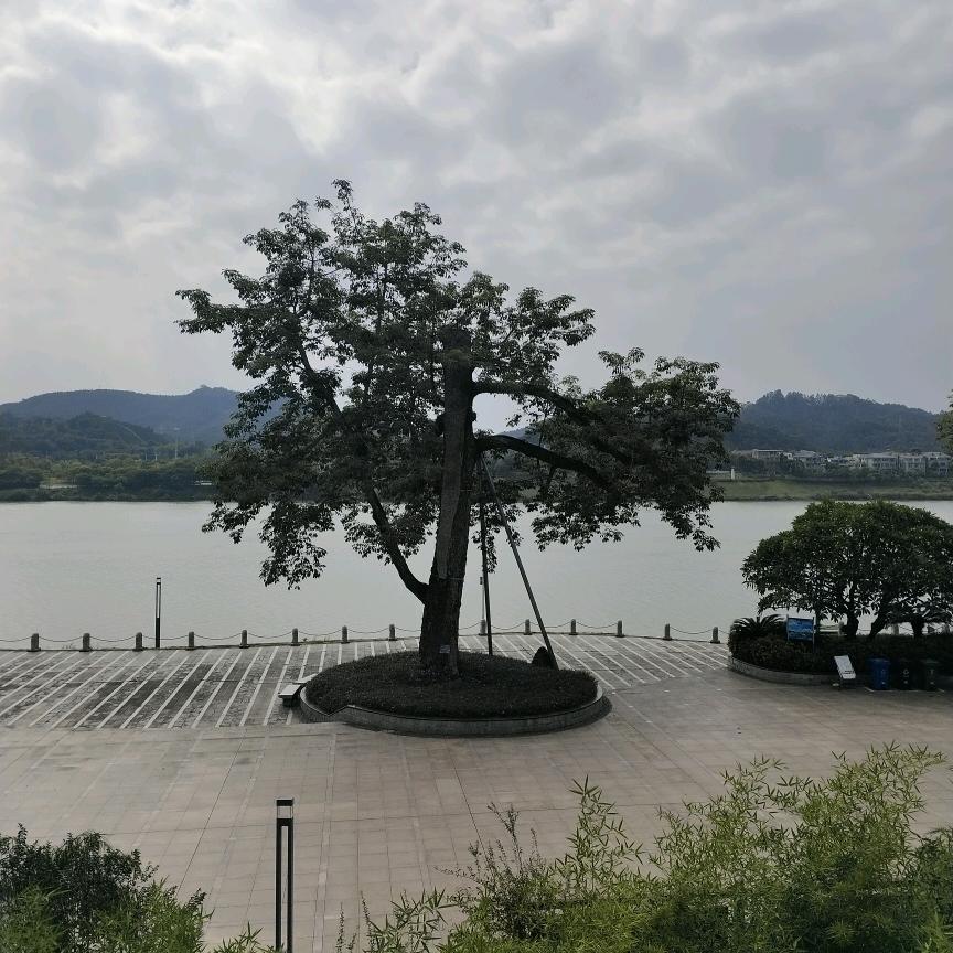 飞鹰