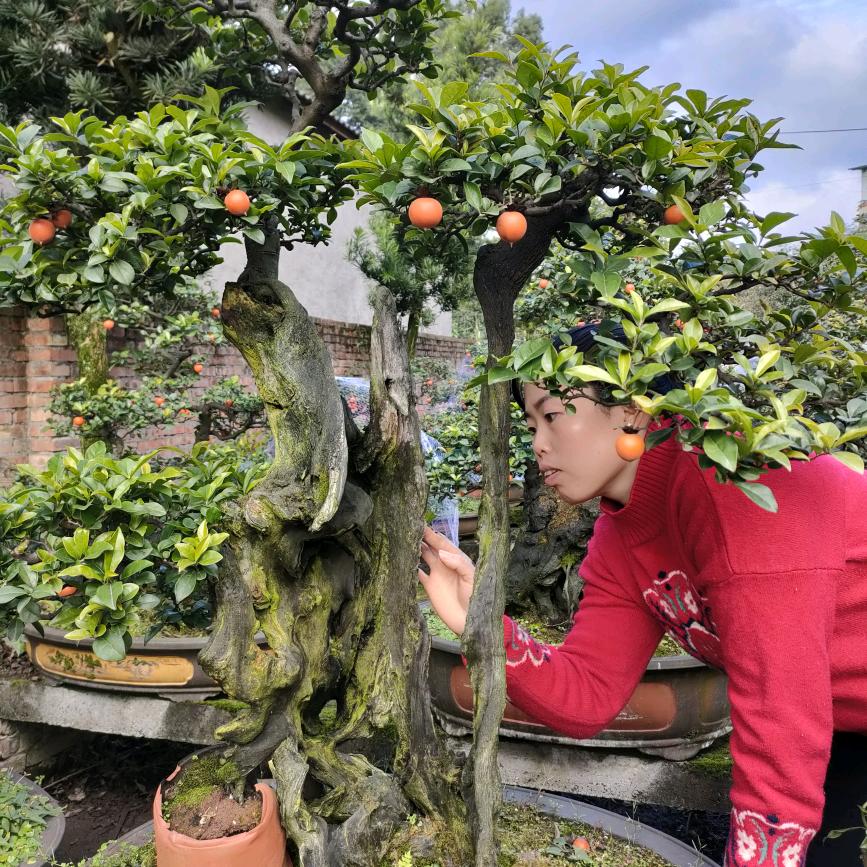 泸州梁建波金弹子盆景