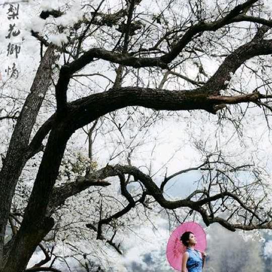 梨花落