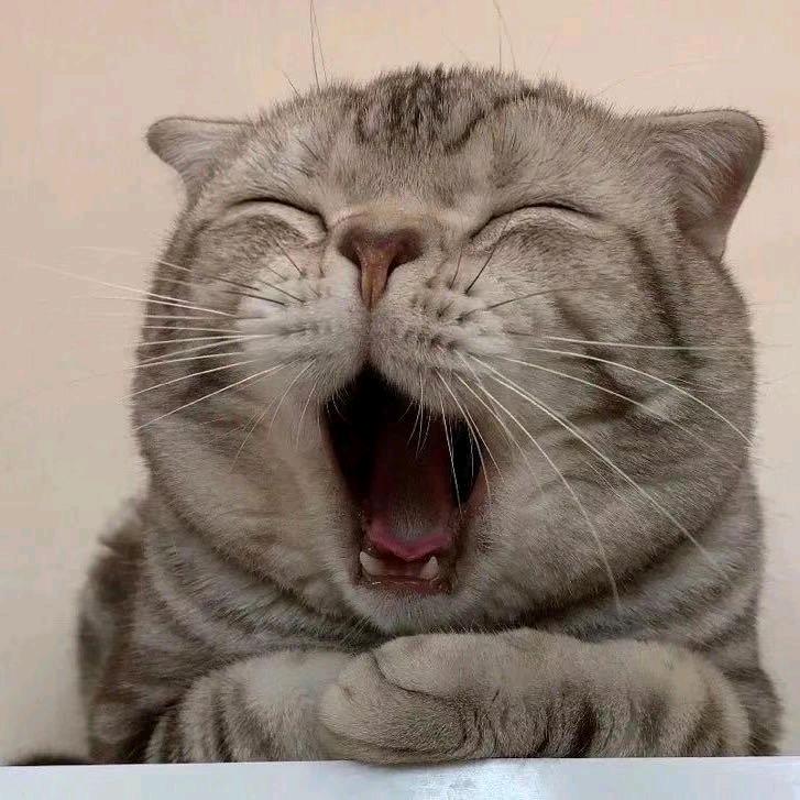 夜猫子小黄鱼 （汉地尚街）
