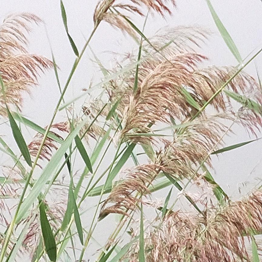 小华