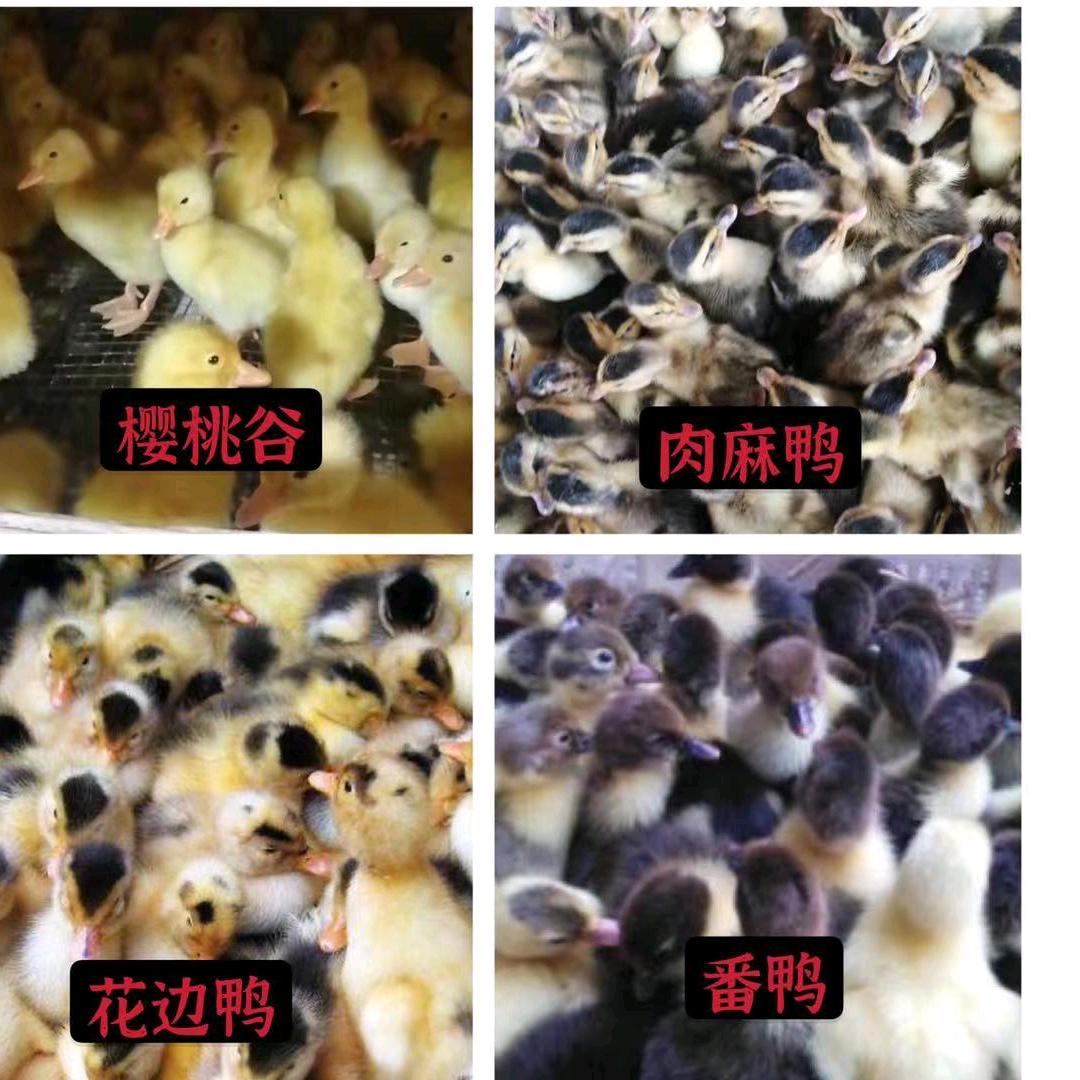 广汉市廖雷家禽经营部