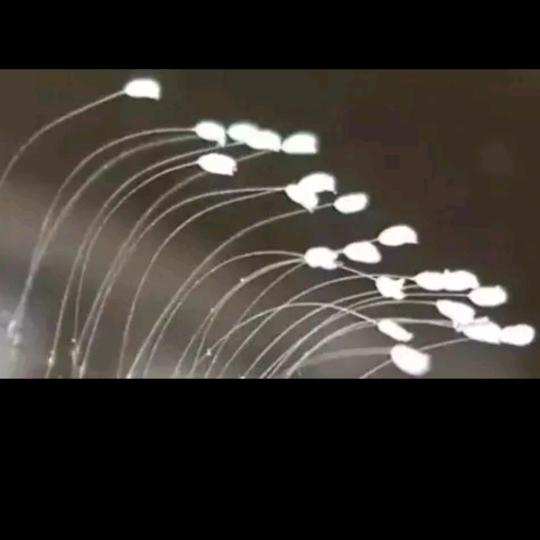 石家庄乔乔 —  白白肌