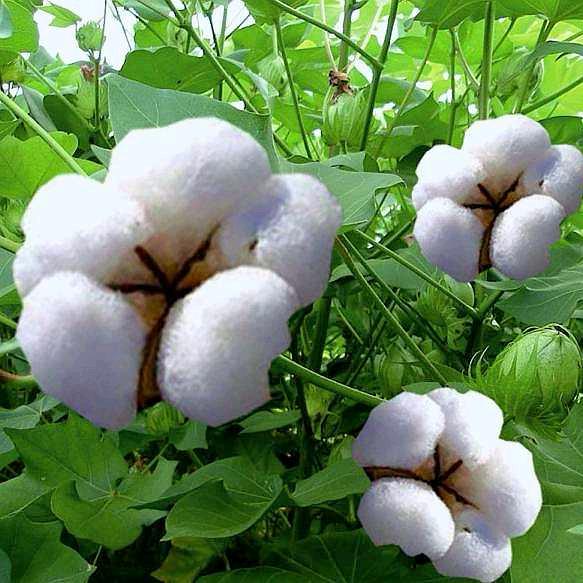 鑫梦缘新疆棉被