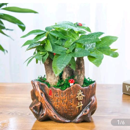 留恋红尘