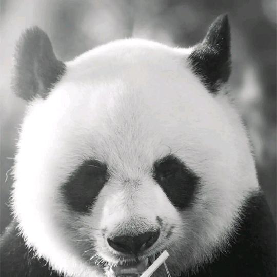 快乐熊猫
