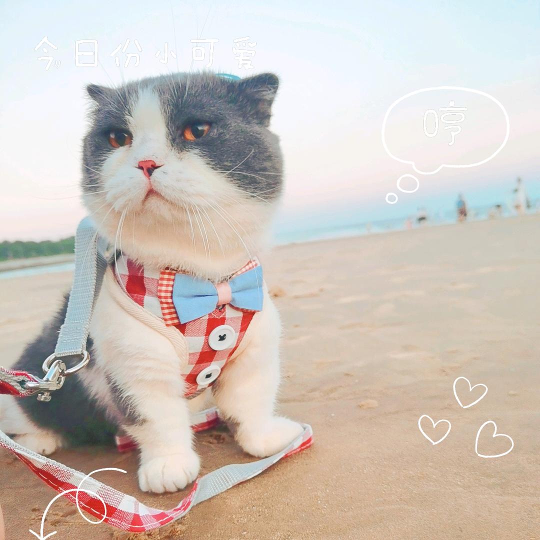 球球(ɔˆ ³(ˆ⌣ˆc)