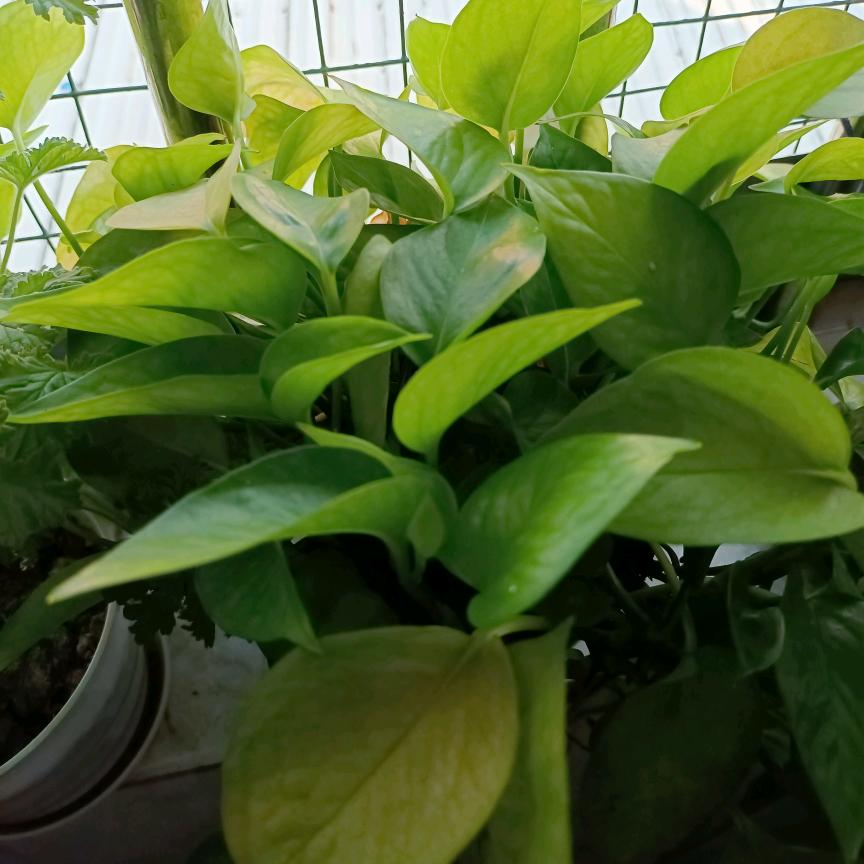 小芳