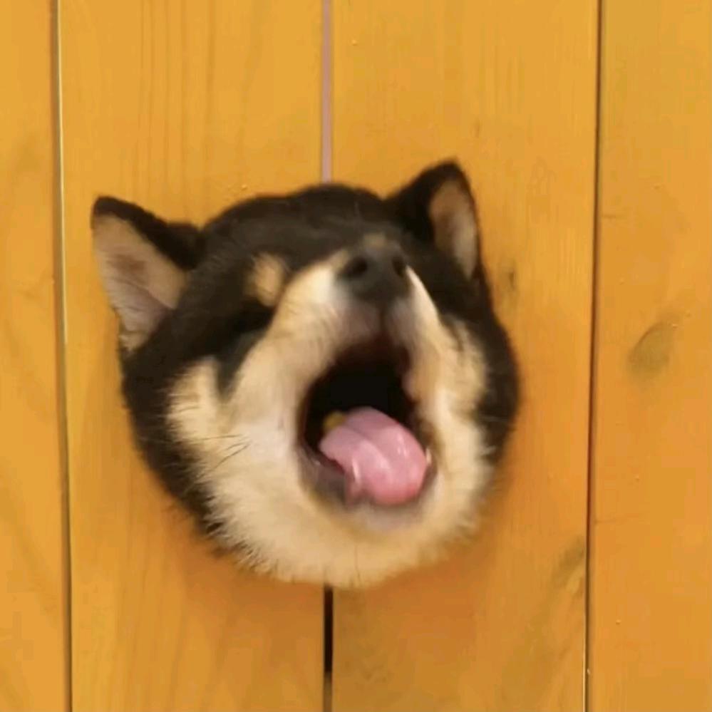 海西晨思🇵🇸