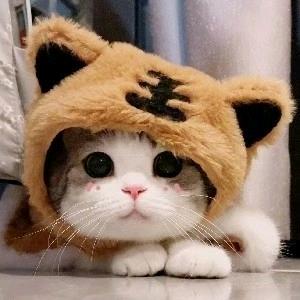 花摇摇