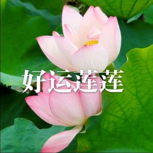 小奈集刘大庄卖羊肉的 扎个辫子