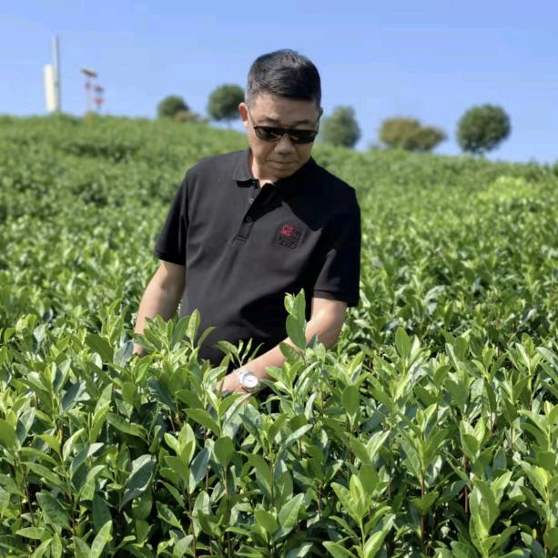 茶立方老鱼