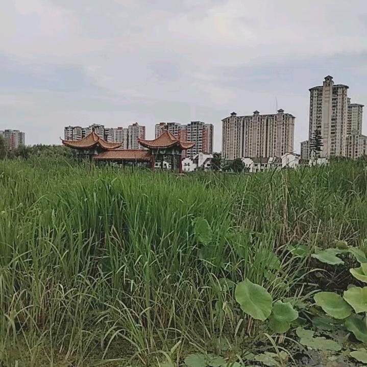 李女士